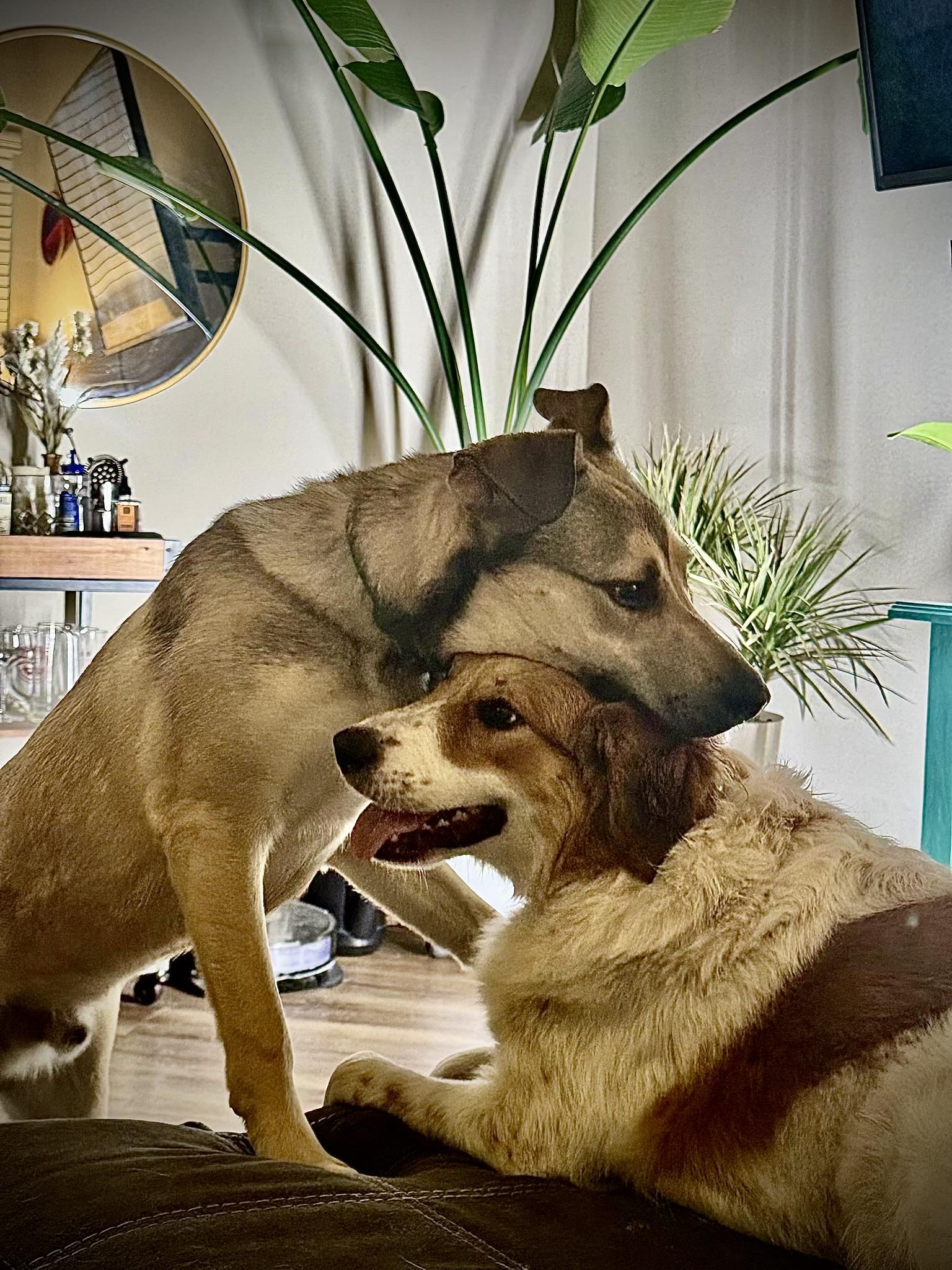 Enlarge Bo, a Adoptable mixed breed in Nashville, TN image 4/6