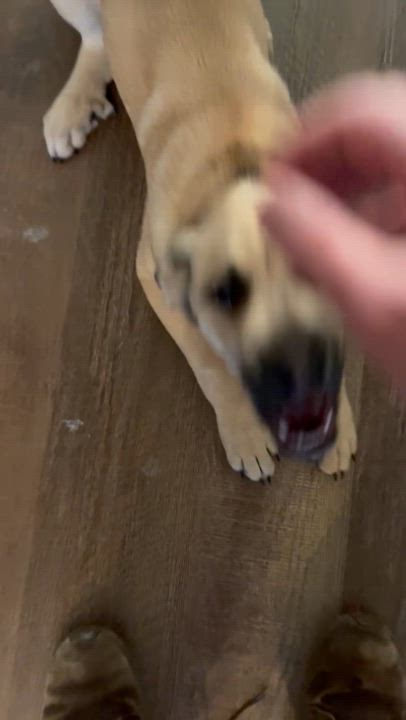 Enlarge Bo, a Adoptable mixed breed in Nashville, TN video 6/6