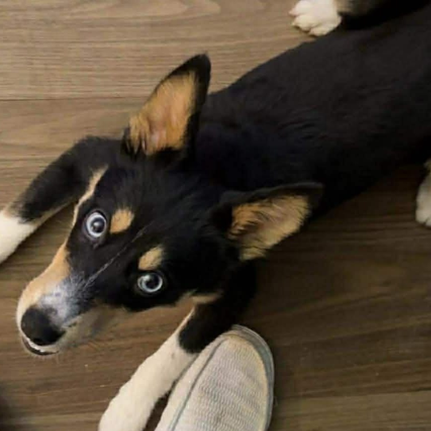 Dippy, ADOPTABLE, Young Male Corgi & Cattle Dog.