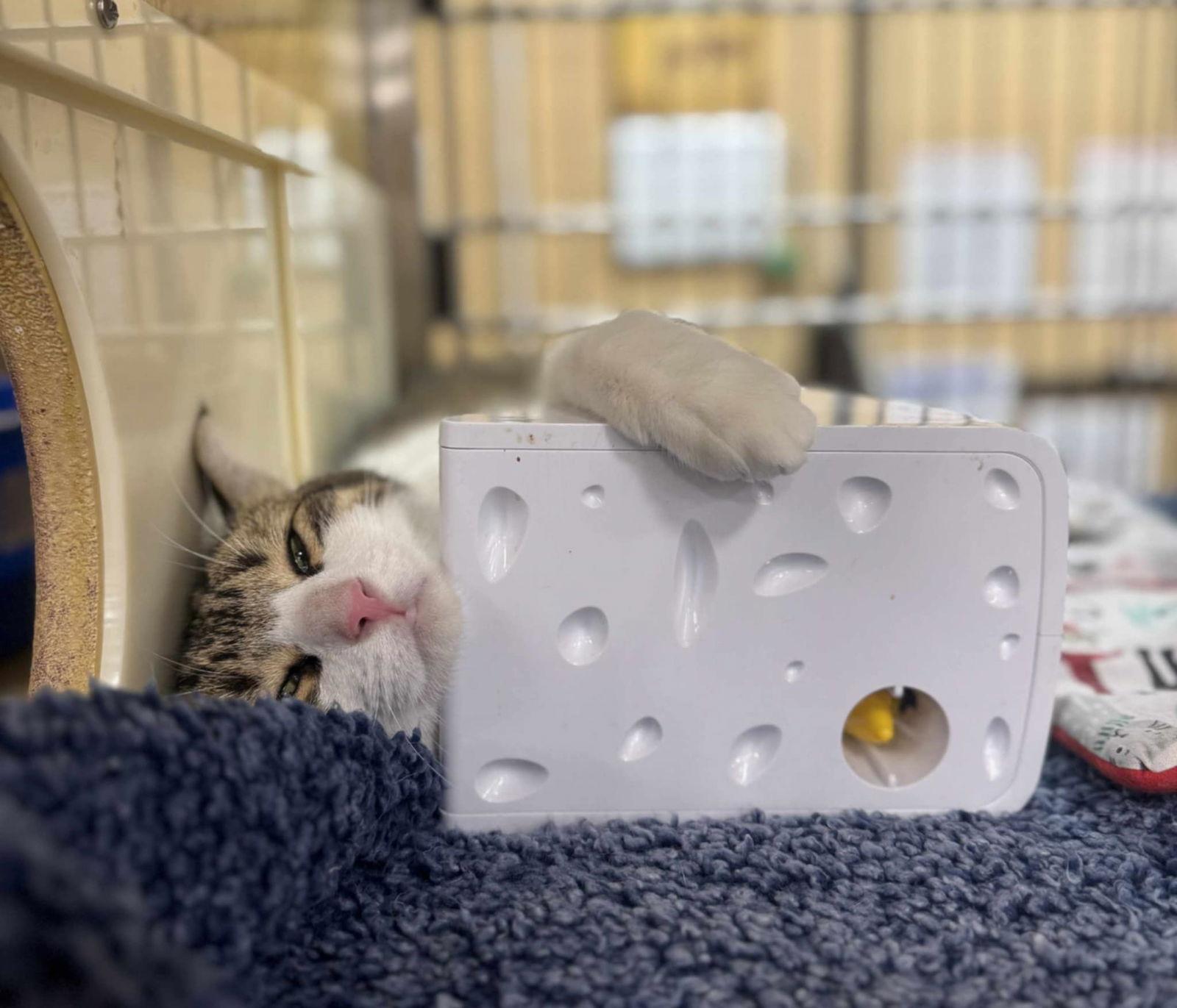 Wilbur, a Adoptable Domestic Short Hair in Keswick, ON image 1/3