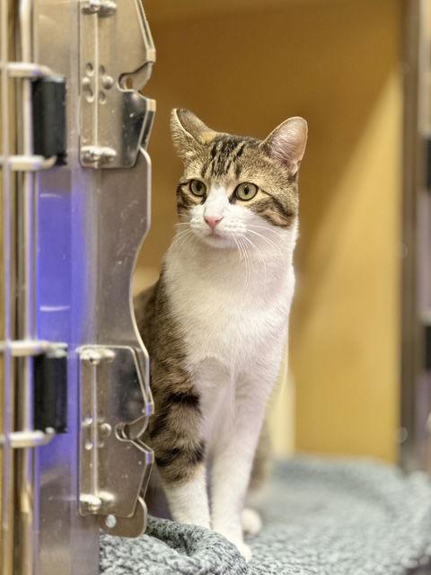 Wilbur, a Adoptable Domestic Short Hair in Keswick, ON image 3/3