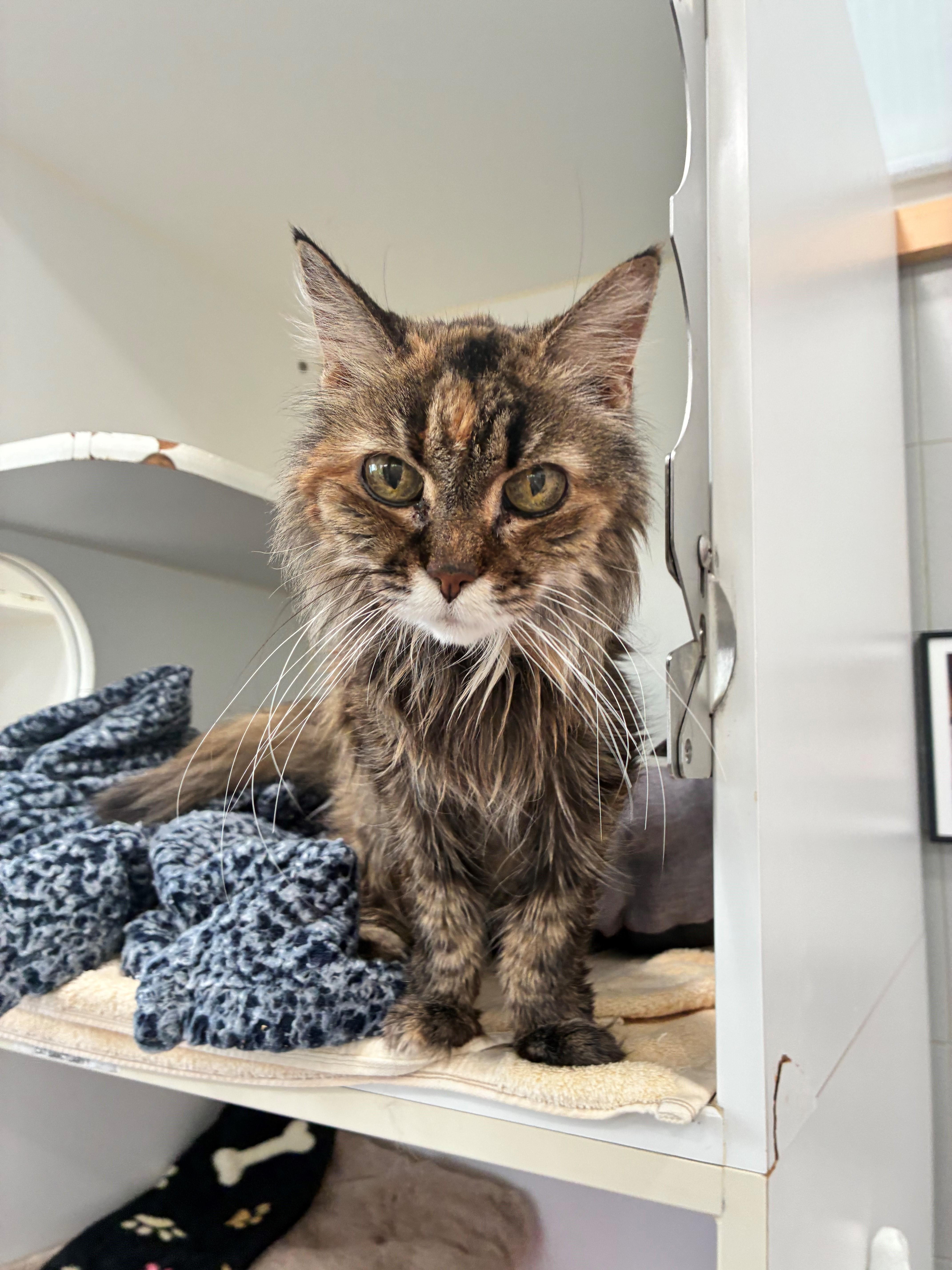 Enlarge Miss B, a Adoptable Domestic Long Hair in Westerly, RI image 1/1