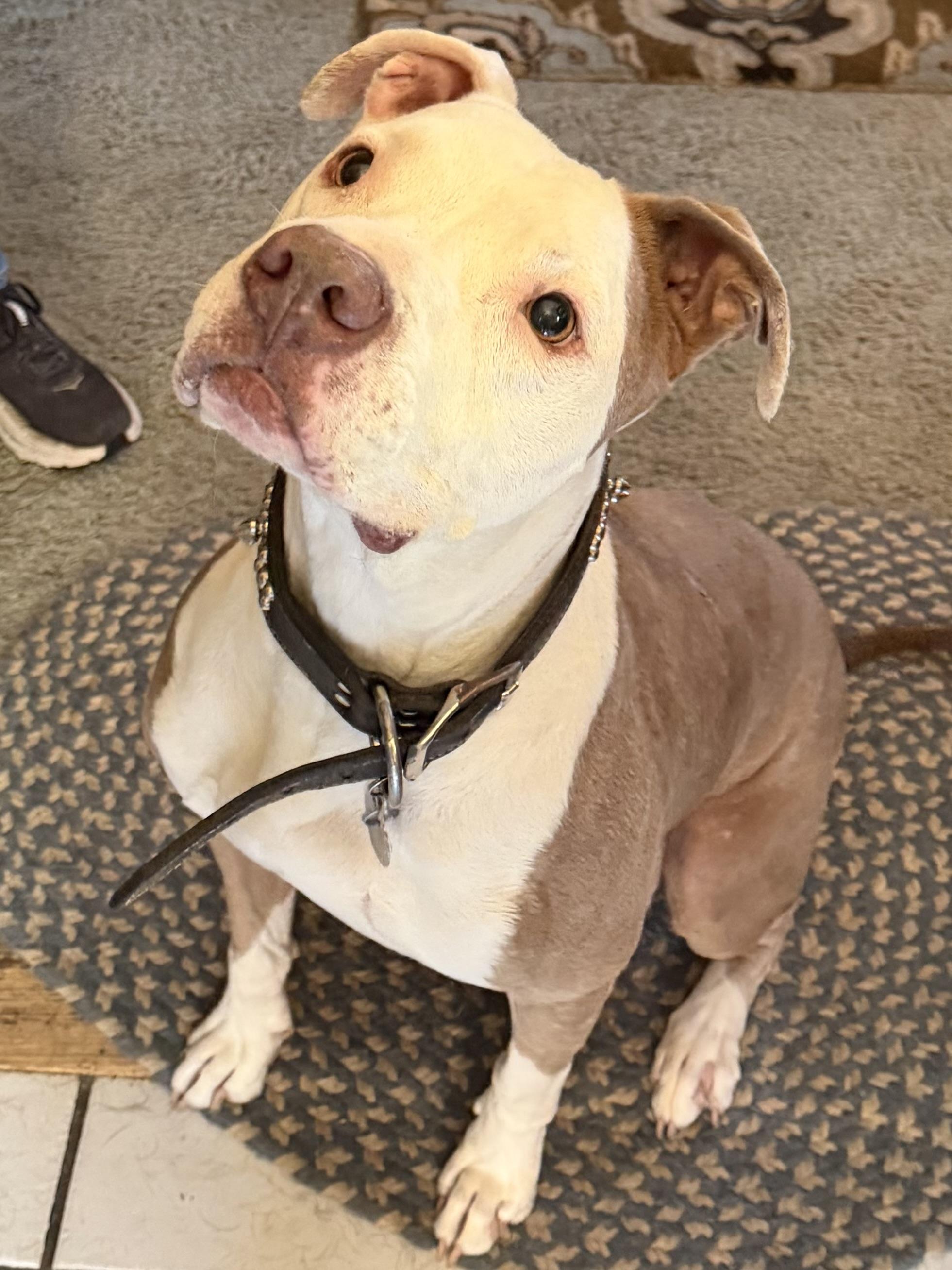 Pistol/not a Lucky Dog, ADOPTABLE, Young Male American Bully.