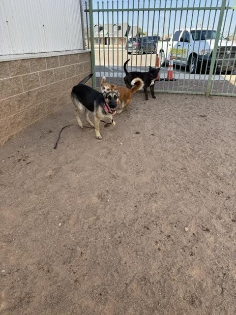 Enlarge Mario, a Adoptable German Shepherd Dog in Hobbs, NM image 2/5