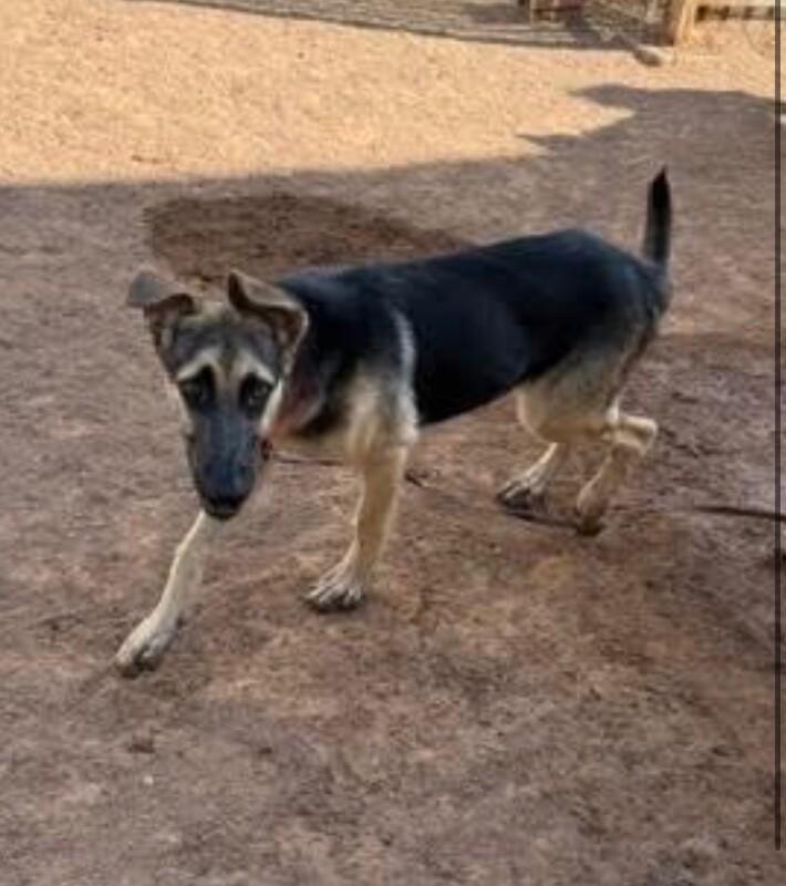 Enlarge Mario, a Adoptable German Shepherd Dog in Hobbs, NM image 3/5