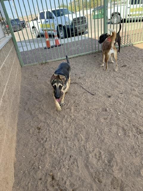 Enlarge Mario, a Adoptable German Shepherd Dog in Hobbs, NM image 5/5