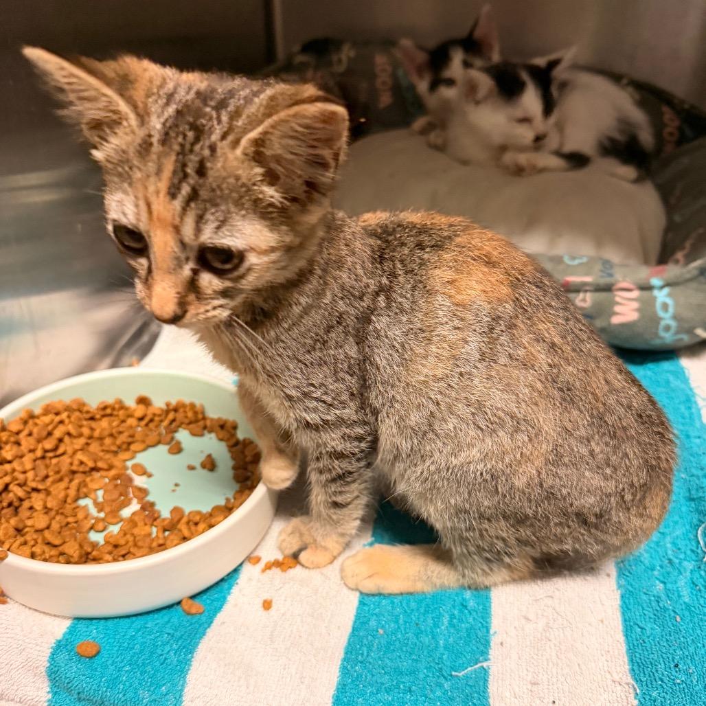 Enlarge Flora, a Adoptable Domestic Short Hair in Evensville, TN image 2/3