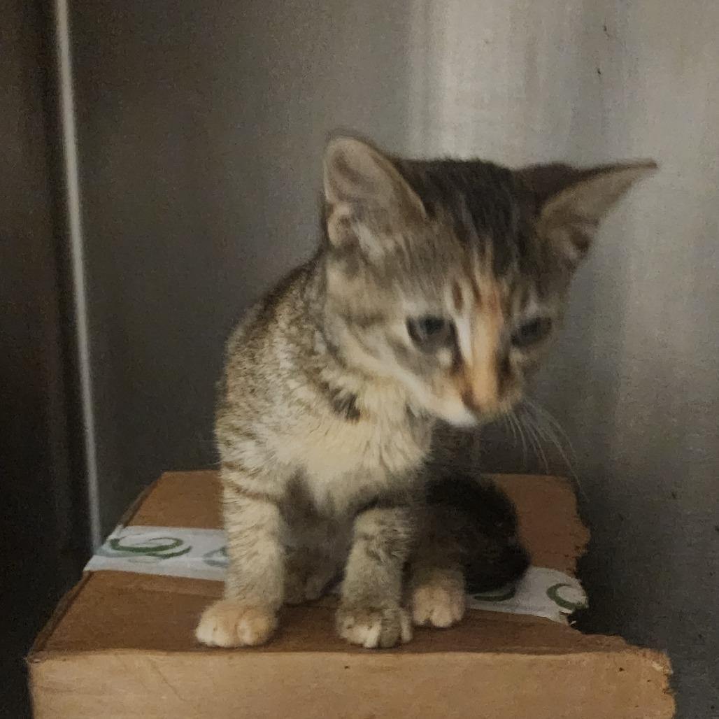 Enlarge Flora, a Adoptable Domestic Short Hair in Evensville, TN image 3/3