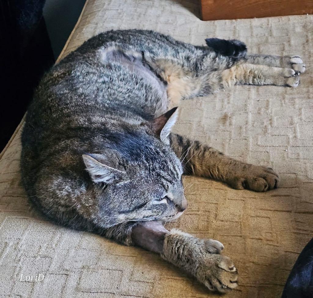 Enlarge Mr. Thumbs, a ADOPTABLE Domestic Short Hair in Cortland, OH image 4/6