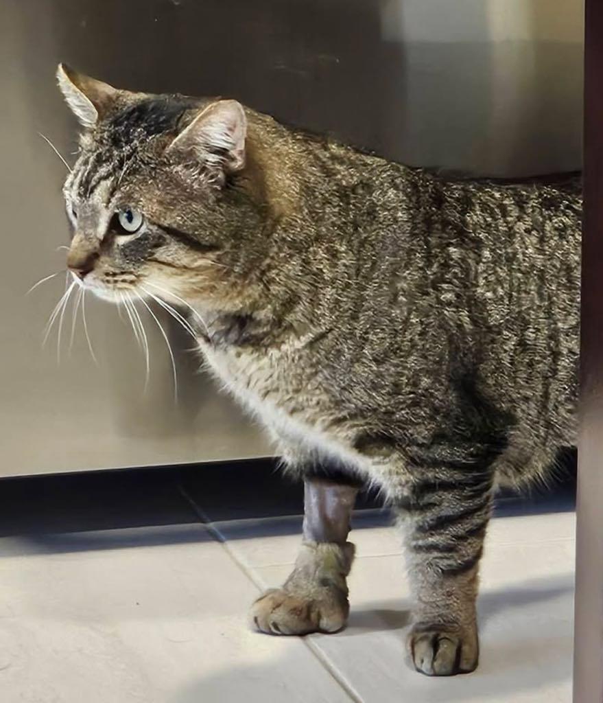 Enlarge Mr. Thumbs, a ADOPTABLE Domestic Short Hair in Cortland, OH image 5/6