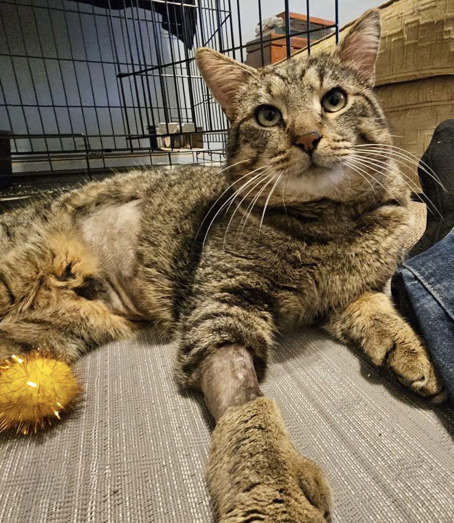 Mr. Thumbs, ADOPTABLE, Adult Male Domestic Short Hair.