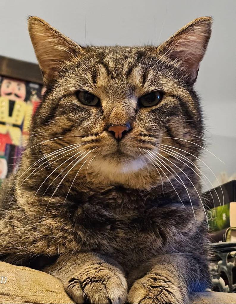 Enlarge Mr. Thumbs, a ADOPTABLE Domestic Short Hair in Cortland, OH image 6/6