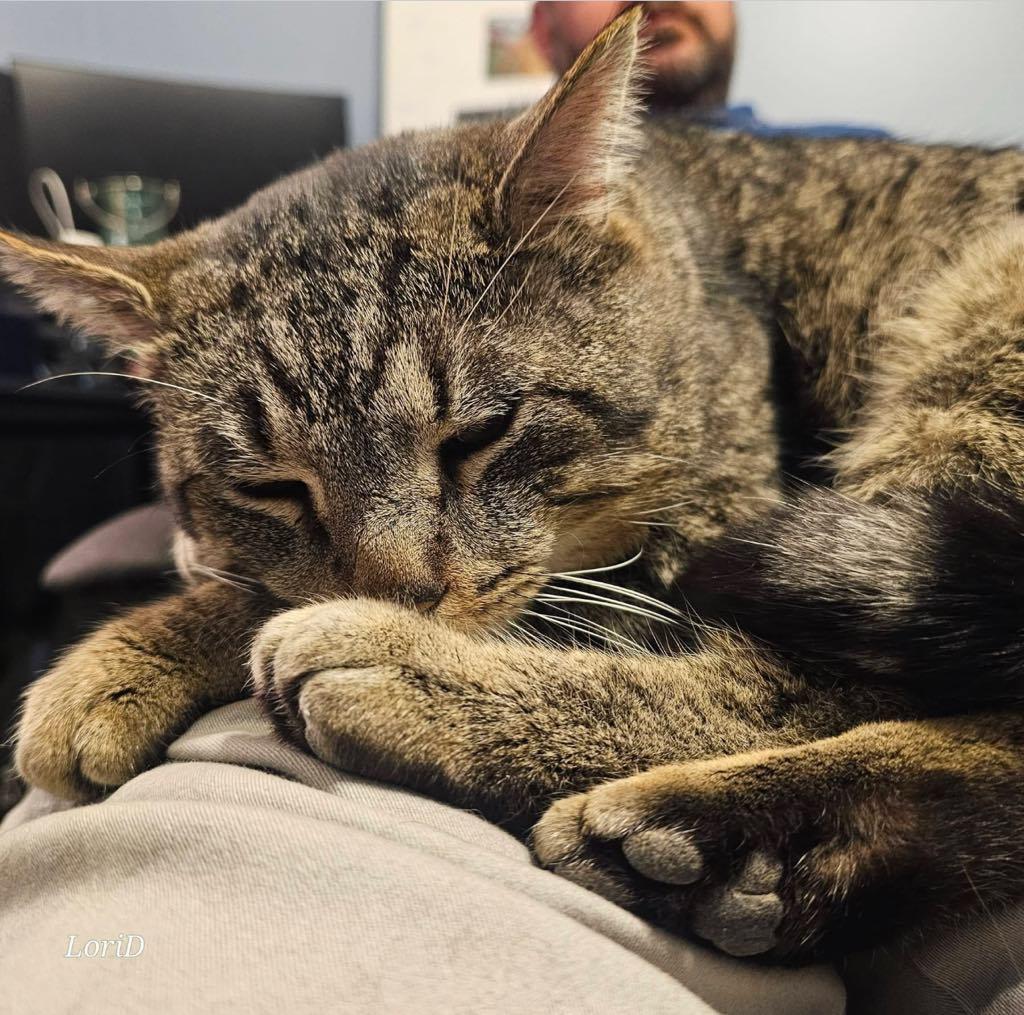 Enlarge Mr. Thumbs, a ADOPTABLE Domestic Short Hair in Cortland, OH image 2/6