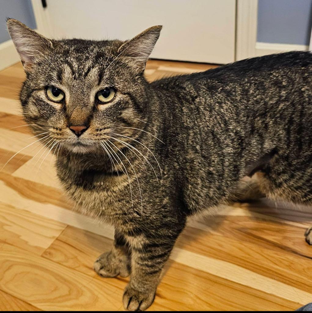 Enlarge Mr. Thumbs, a ADOPTABLE Domestic Short Hair in Cortland, OH image 3/6