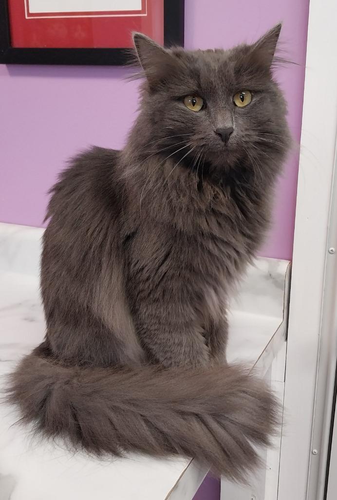 Truffles * IN FOSTER *