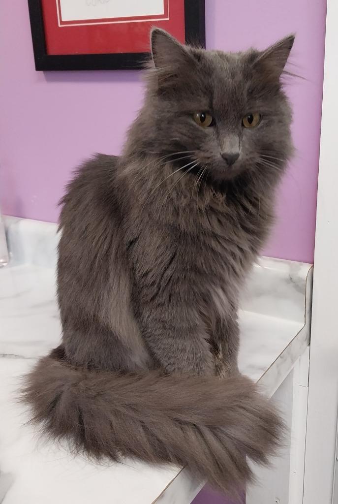 Truffles * IN FOSTER * — thumbnail 3