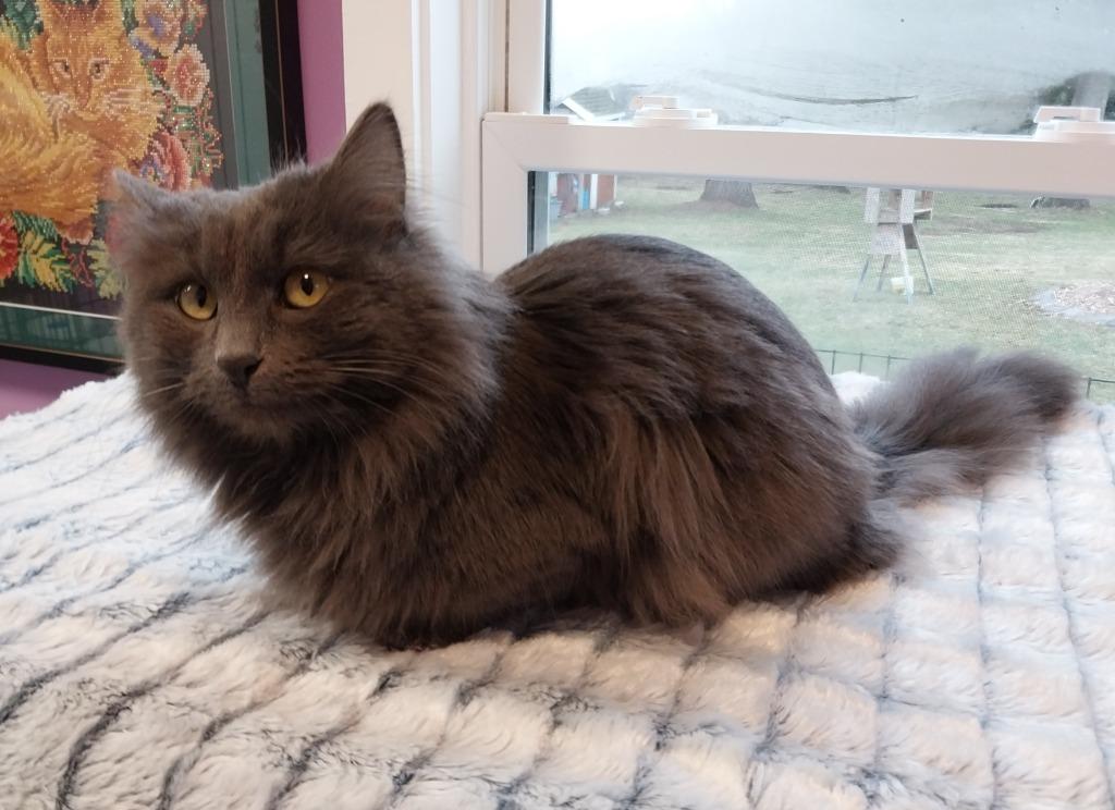 Truffles * IN FOSTER * — thumbnail 4