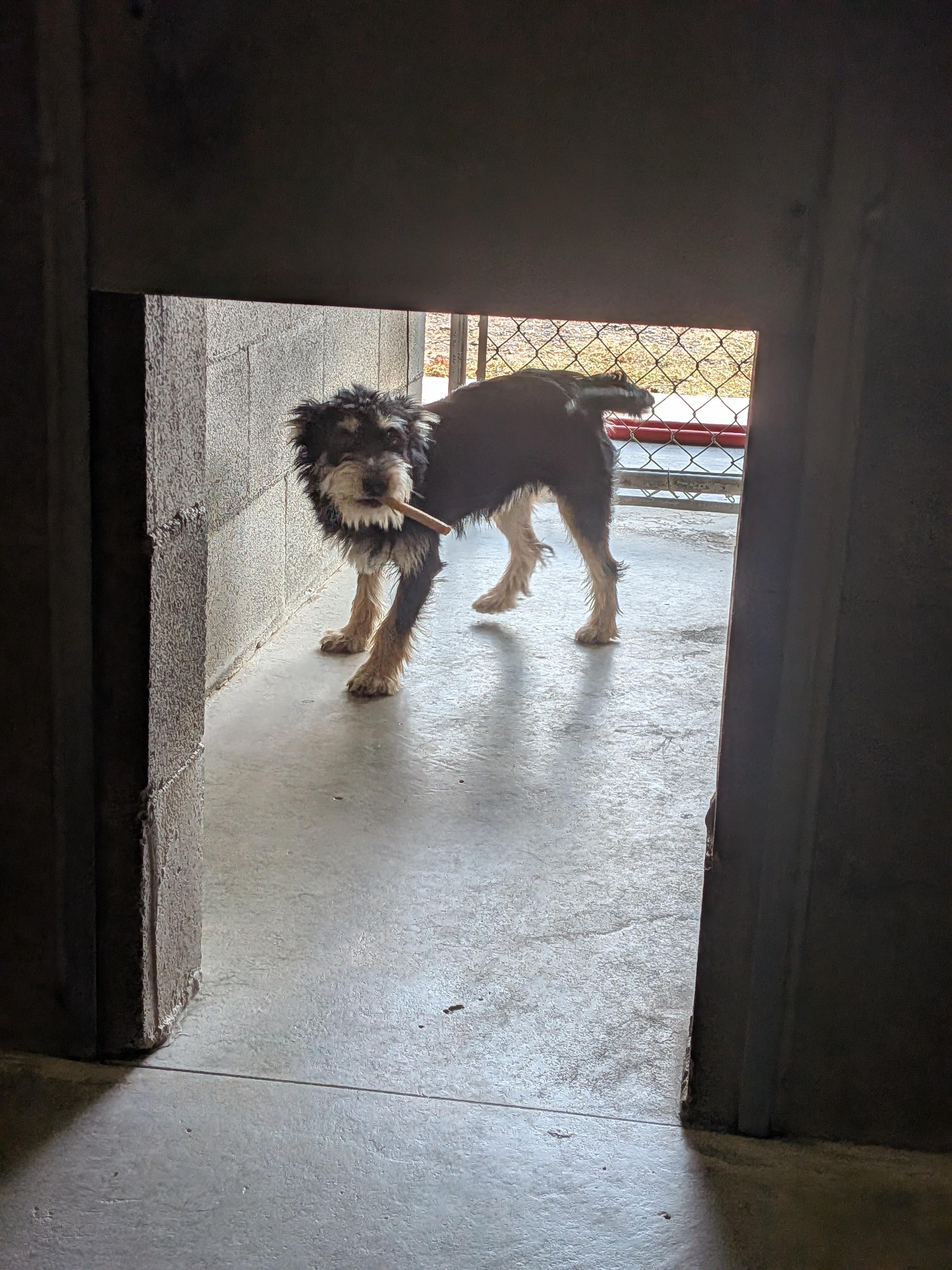 Depot, a ADOPTABLE mixed breed in Hermiston, OR image 2/3