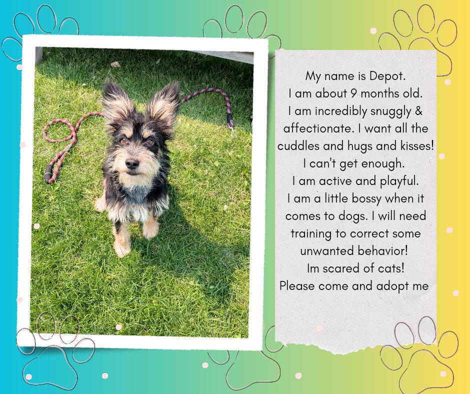 Enlarge Depot, an adopted mixed breed in Hermiston, OR image 5/5