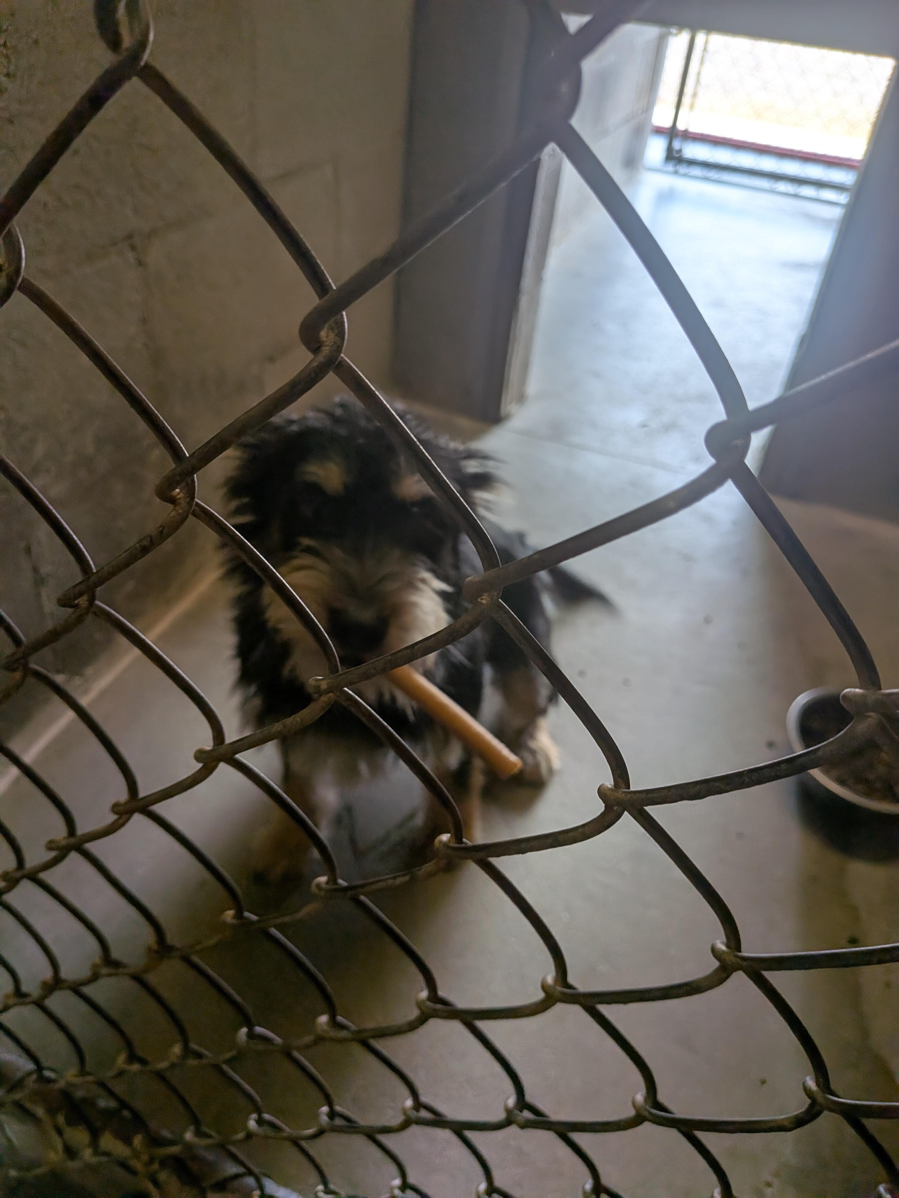 Depot, a ADOPTABLE mixed breed in Hermiston, OR image 3/3