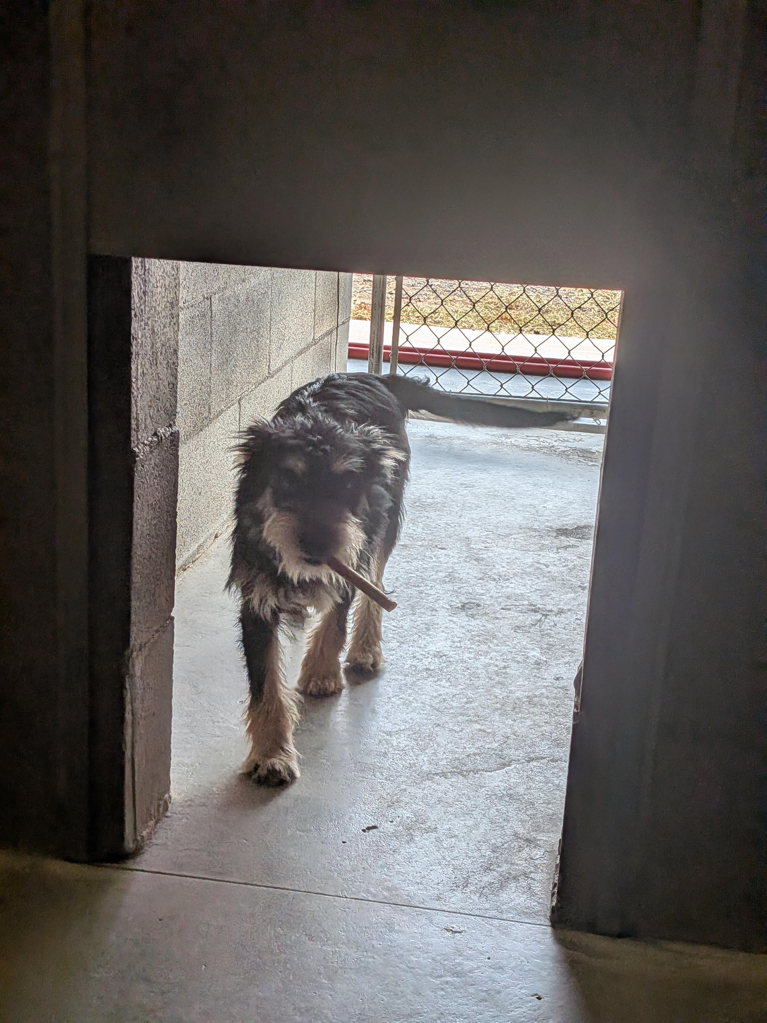 Depot, ADOPTABLE, Puppy Male Miniature Schnauzer.