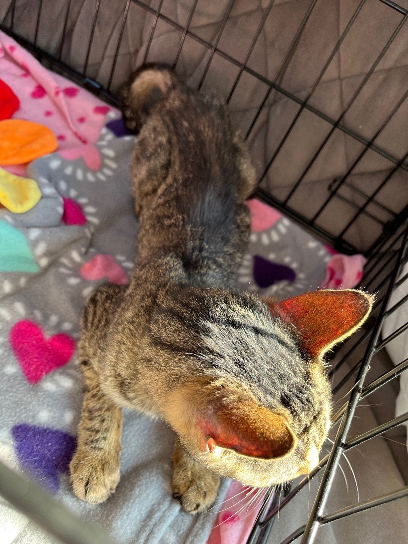 Saba - needs foster care , a Adopted Domestic Short Hair in Gadsden, AL image 1/8