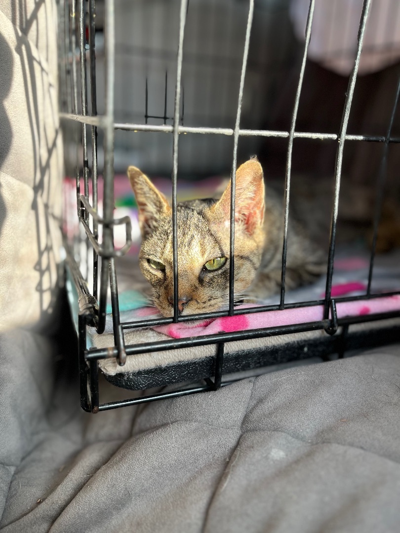 Saba - needs foster care , a Adopted Domestic Short Hair in Gadsden, AL image 2/8