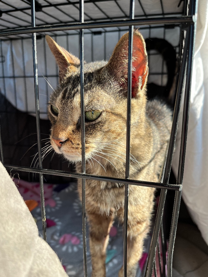 Saba - needs foster care , a Adopted Domestic Short Hair in Gadsden, AL image 3/8