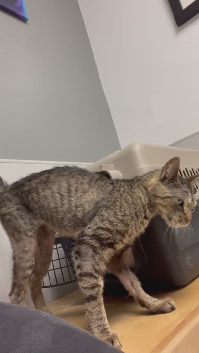 Enlarge Saba - needs foster care , a Adopted Domestic Short Hair in Gadsden, AL video 8/8