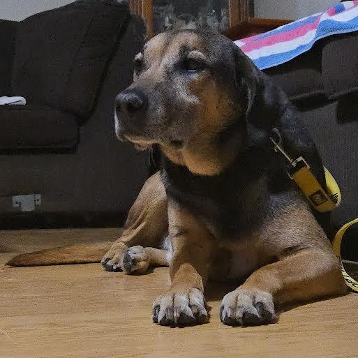 Mr. Handsome, Adoptable, Adult Male German Shepherd Dog.