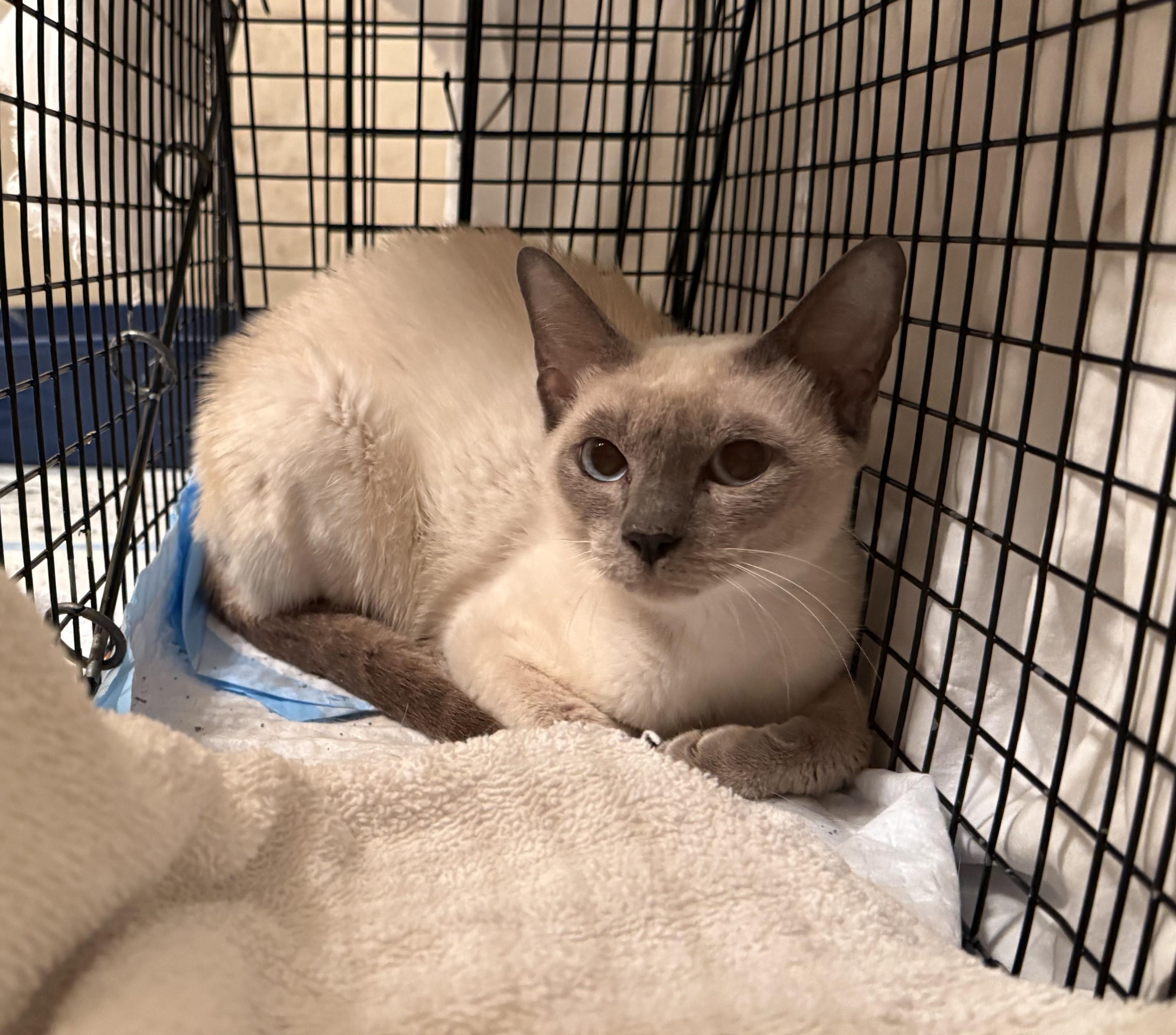 Enlarge Kobe, an adopted Siamese in DeLand, FL image 2/5