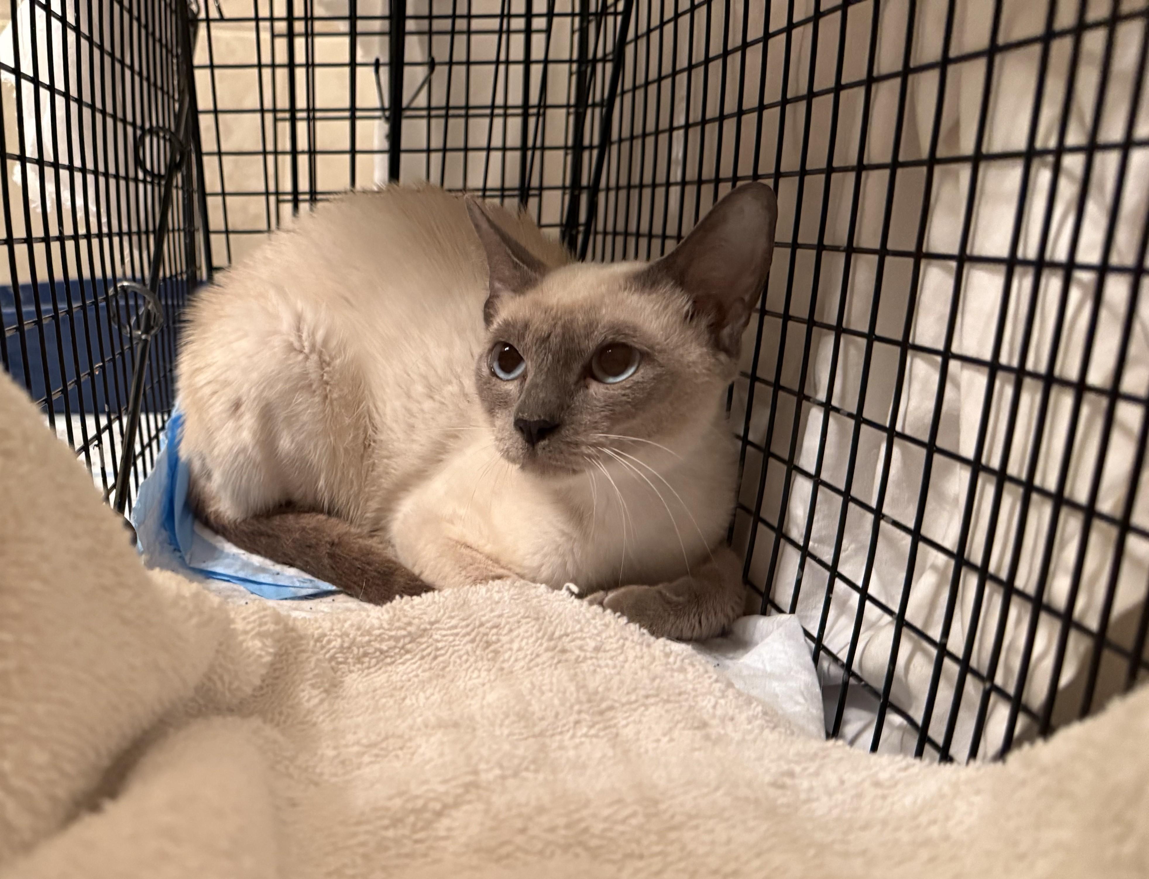 Enlarge Kobe, an adopted Siamese in DeLand, FL image 4/5