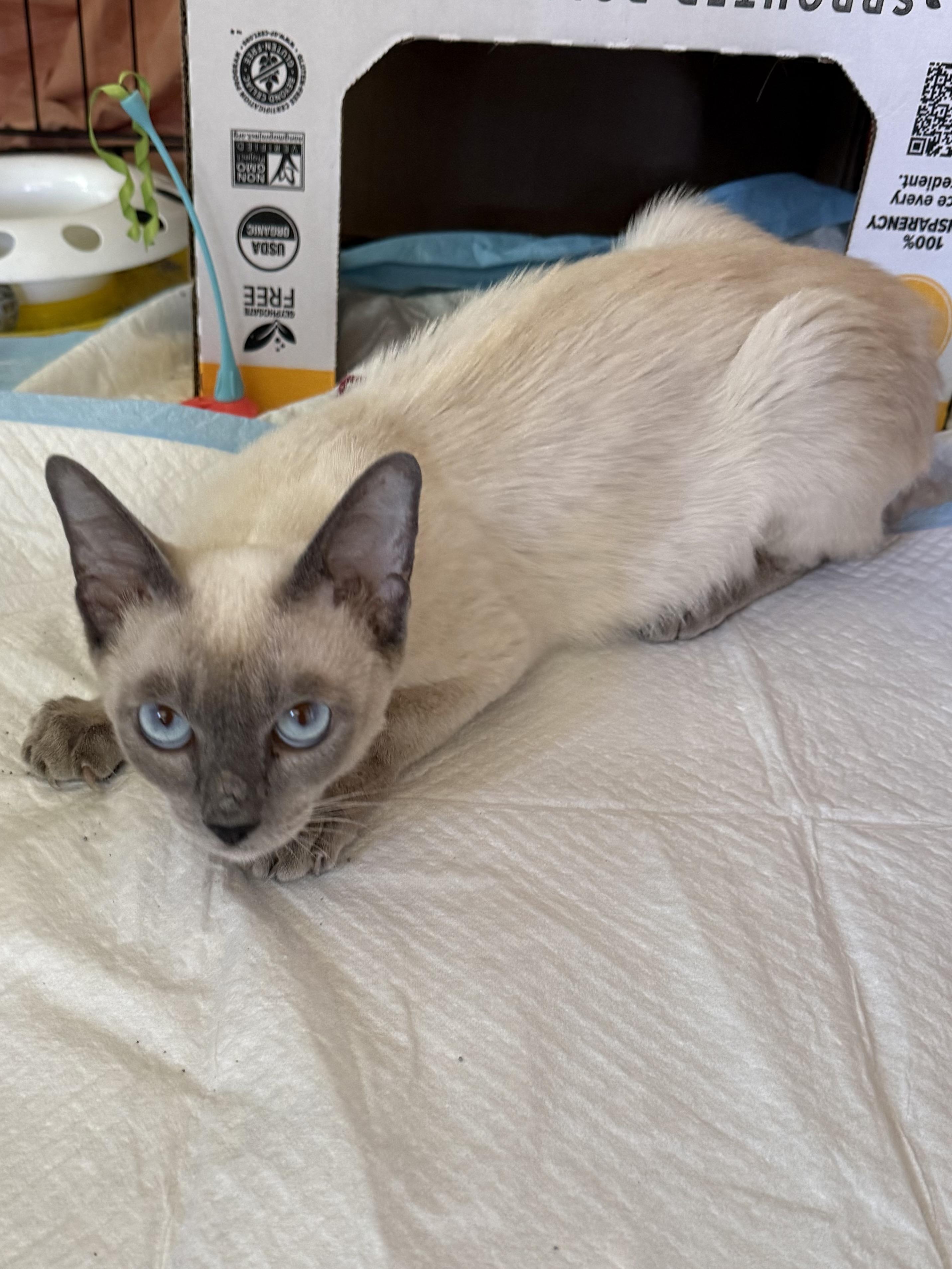 Kobe, adopted, Young Male Siamese.