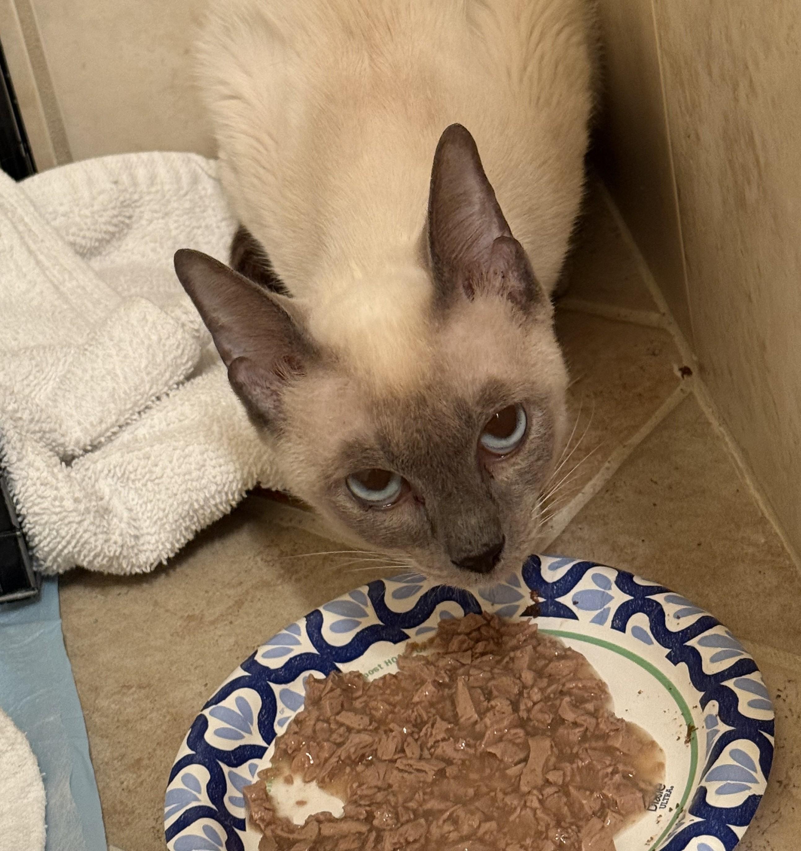 Enlarge Kobe, an adopted Siamese in DeLand, FL image 3/5