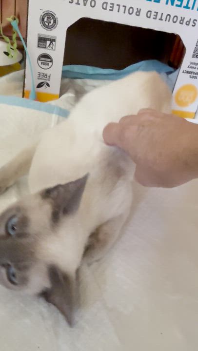Enlarge Kobe, an adopted Siamese in DeLand, FL video 5/5