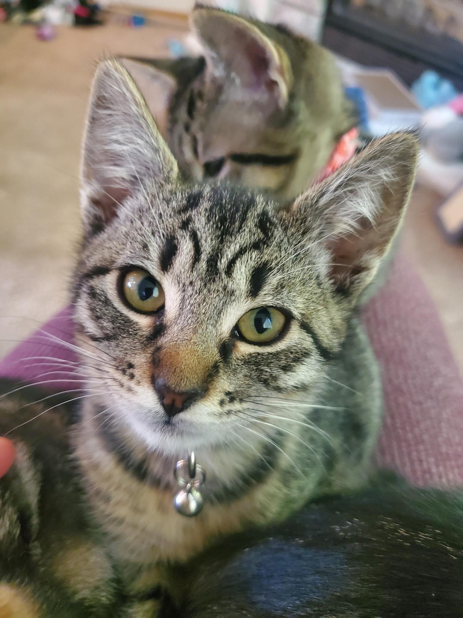 Pickles, Adopted, Kitten Female Domestic Short Hair.