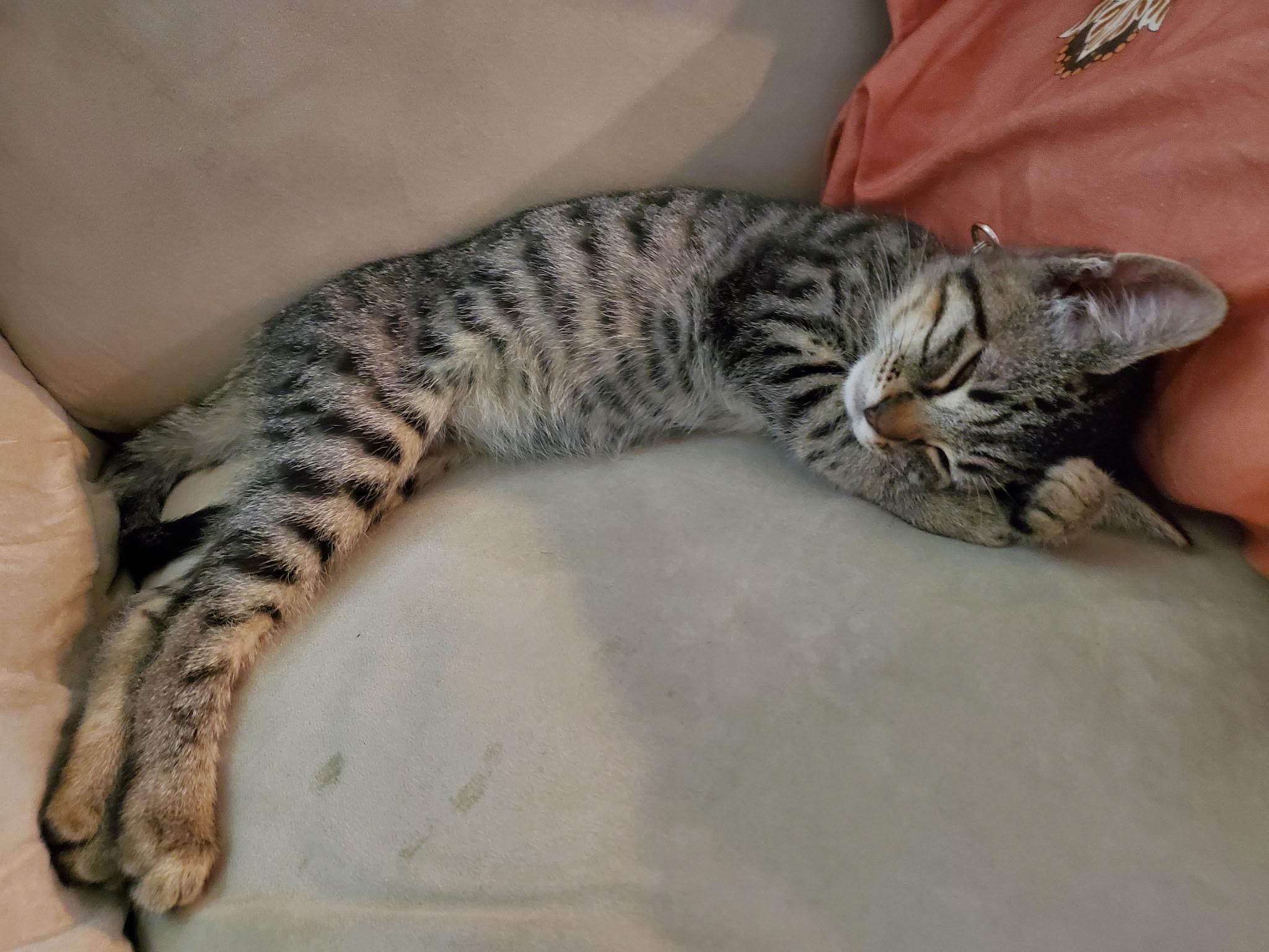 Enlarge Pickles, a Adopted Domestic Short Hair in Gig Harbor, WA image 2/5