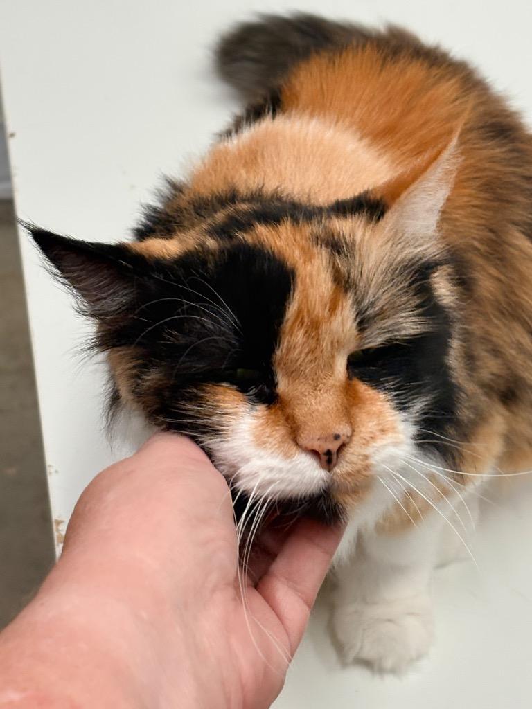 Zoey, Adoptable, Senior Female Domestic Long Hair.