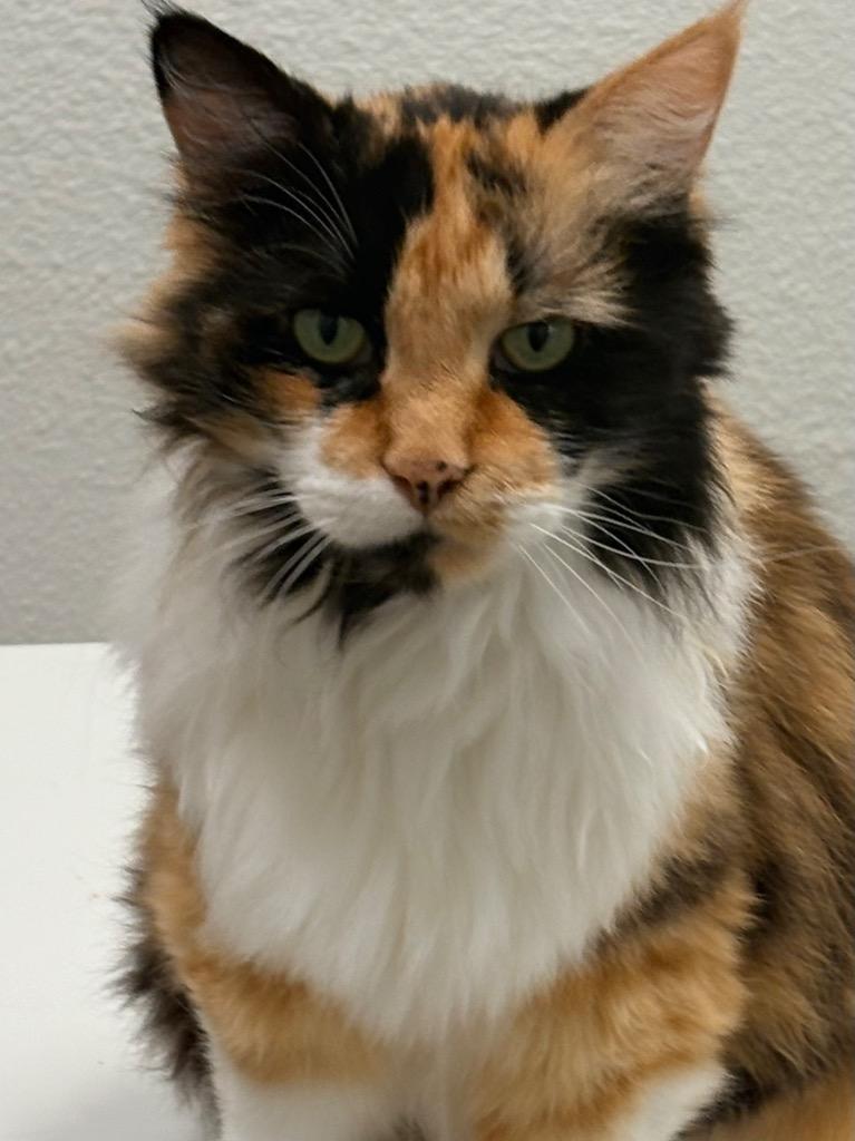 Enlarge Zoey, a Adoptable mixed breed in Napa, CA image 2/3