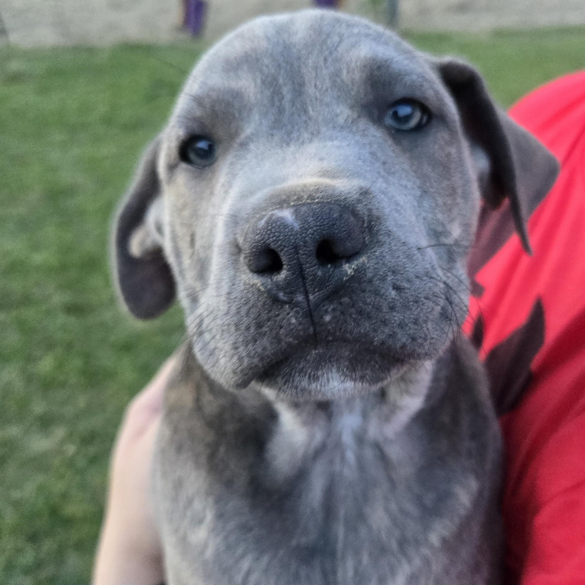 Enlarge Concrete, an adopted mixed breed in Willington, CT image 2/5