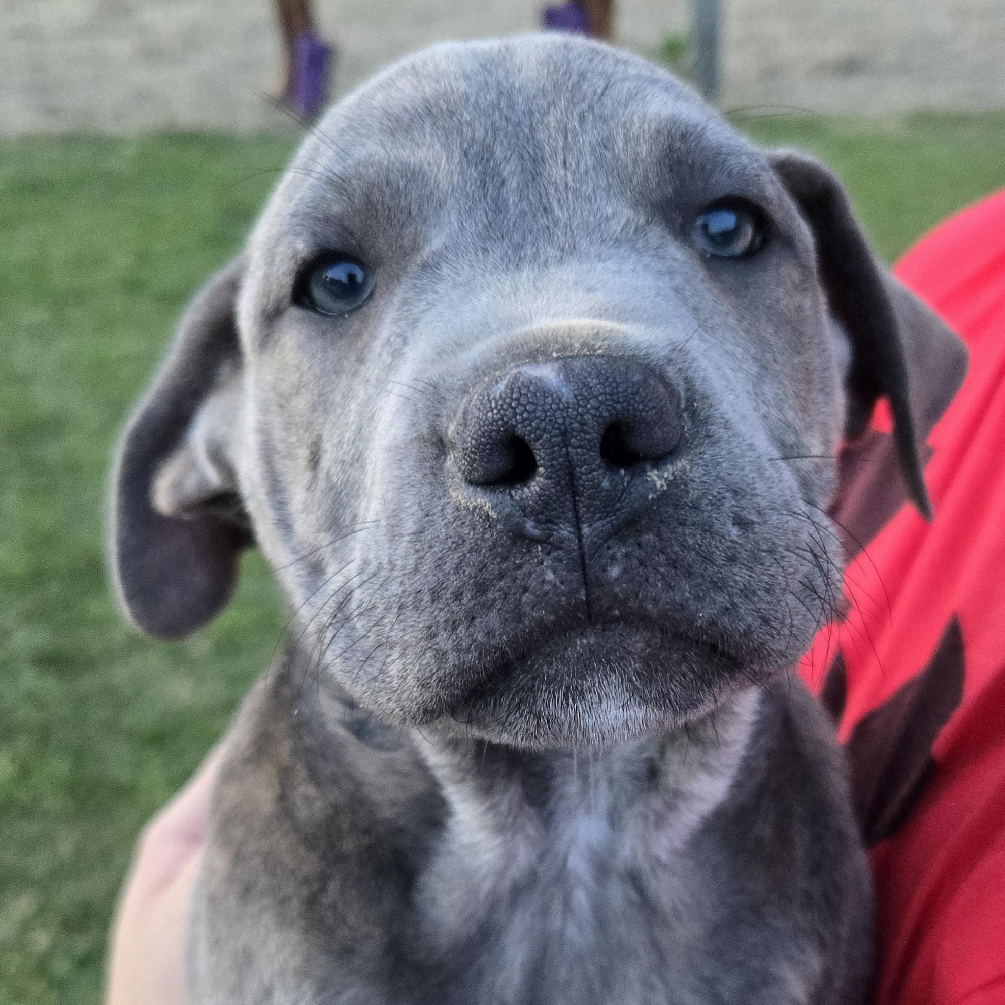 Concrete, adopted, Puppy Male Catahoula Leopard Dog & Pit Bull Terrier.