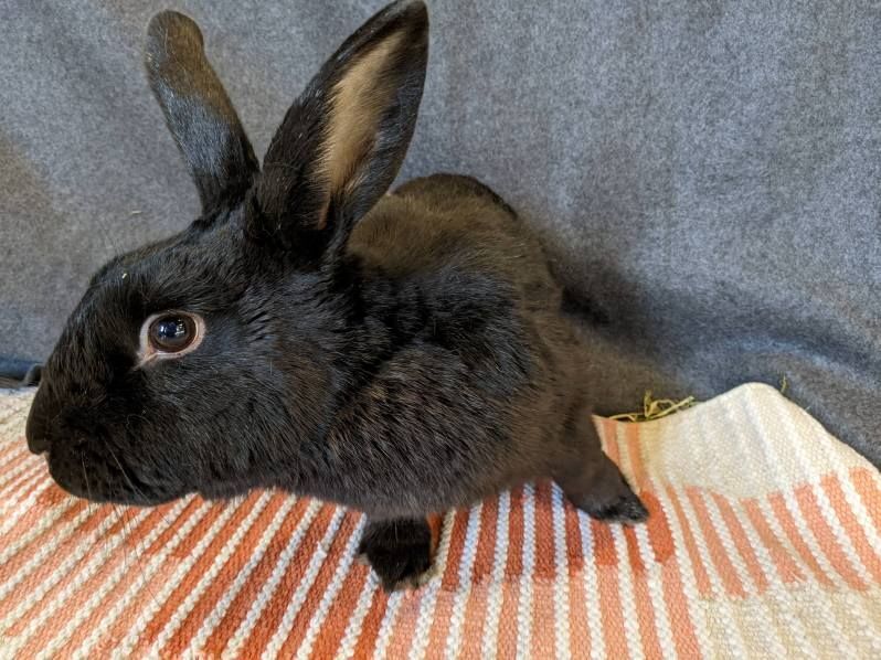 Enlarge Ed, a Adoptable American in Lee's Summit, MO image 2/4