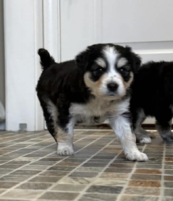 FRIDAY, Adoptable, Puppy Male Australian Shepherd.