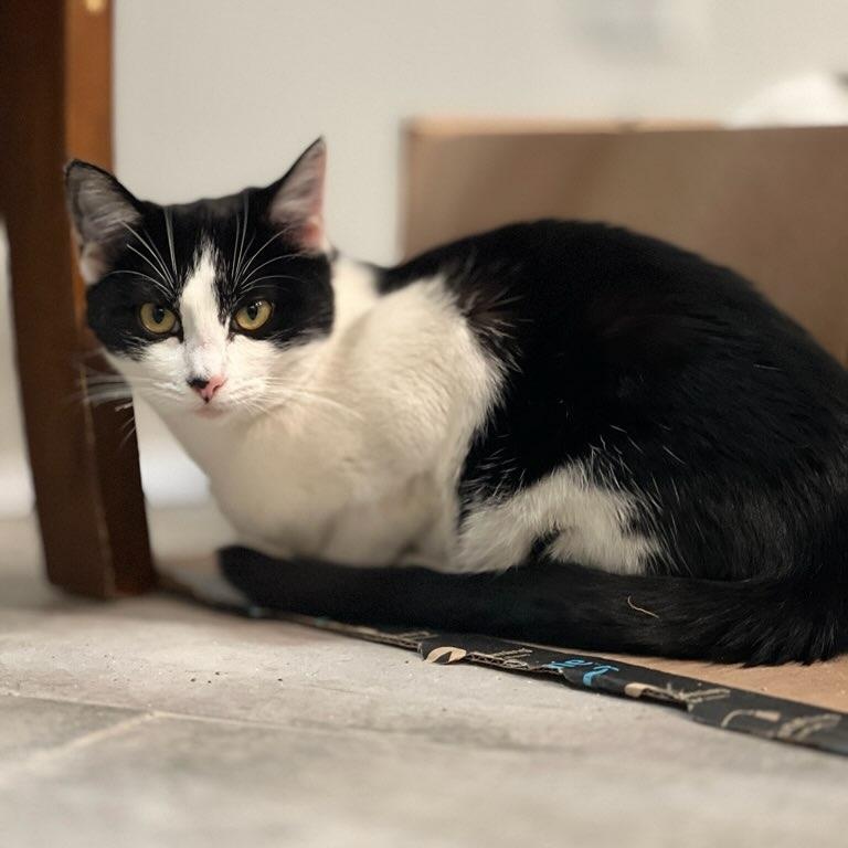 Enlarge Janet, an adopted Domestic Short Hair in San Juan Capistrano, CA image 1/1