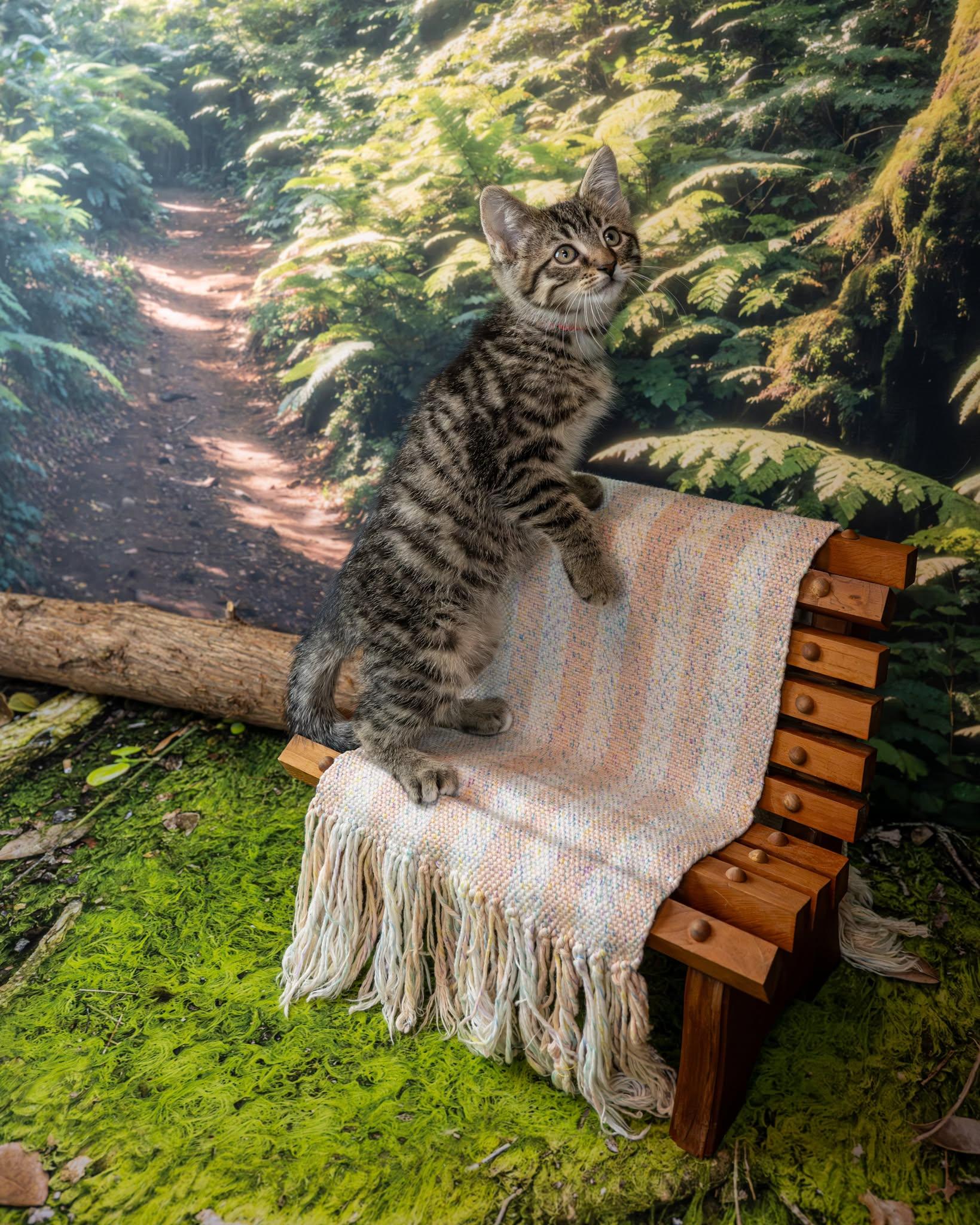 Ruby, an adopted Domestic Short Hair in Lapeer, MI image 3/4