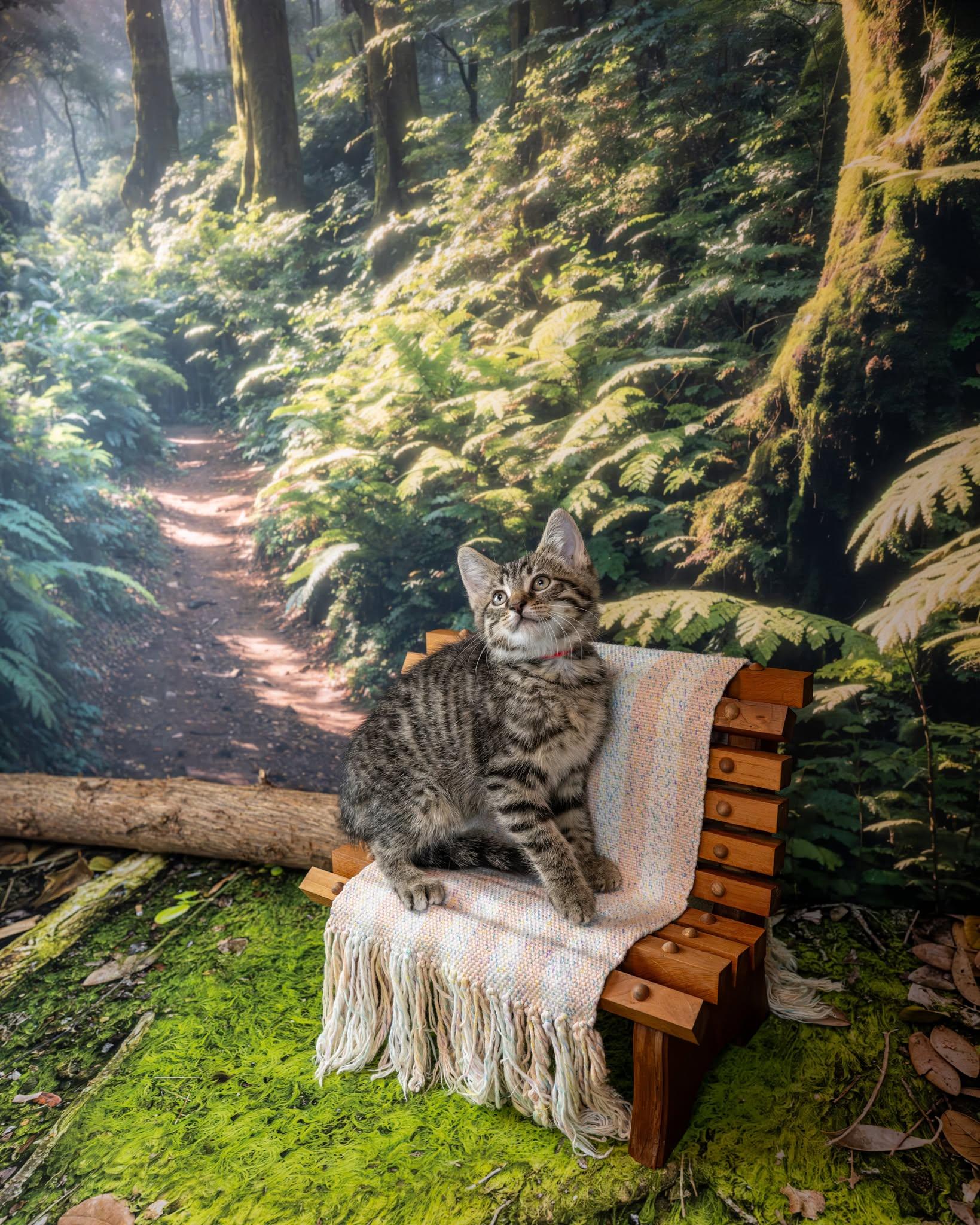 Ruby, an adopted Domestic Short Hair in Lapeer, MI image 4/4