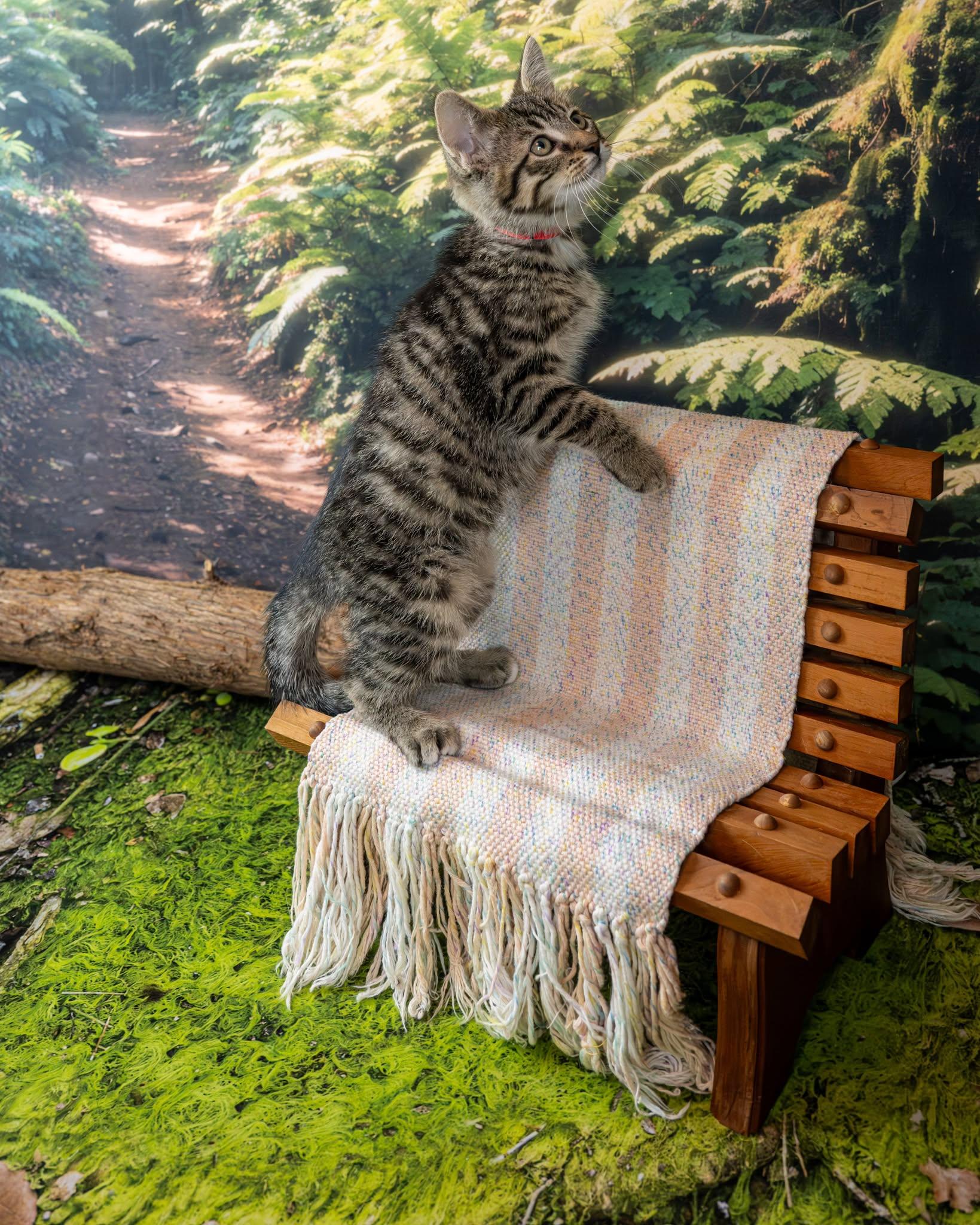 Ruby, an adopted Domestic Short Hair in Lapeer, MI image 2/4