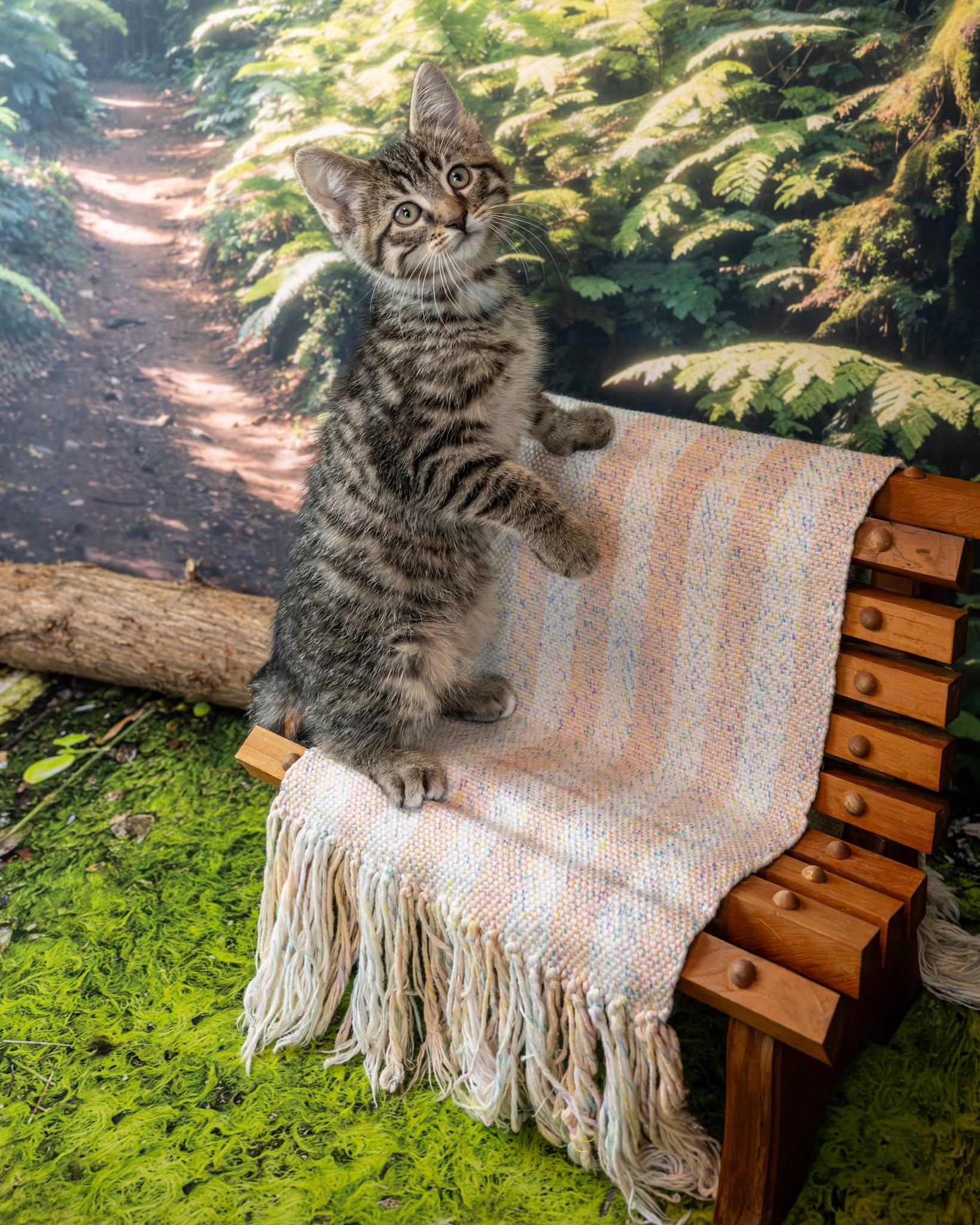 Ruby, adopted, Kitten Male Domestic Short Hair.