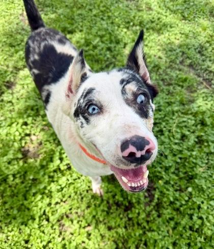 Enlarge Luna, a Adoptable mixed breed in Inverness, FL image 3/3