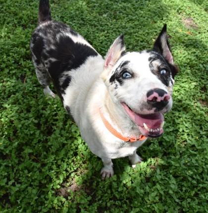 Enlarge Luna, a Adoptable mixed breed in Inverness, FL image 2/3